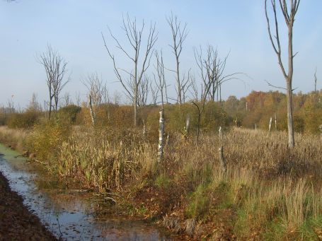 De Peel : Kanaalweg, Moorlandschaft, Herbstimpressionen
